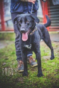 10265353_448599258674323_8195717827599043676_Fredy