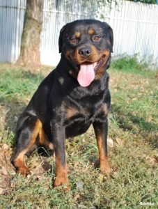 14572093_10206304647168778_2020741849_o