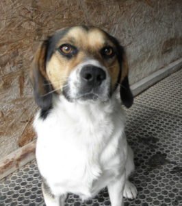 Jonatan Džony v olomouckém útulku. Tato fotka rozhodla o jeho zařazení mezi adepty na osvojení.