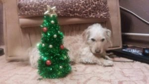 15683257_10208367169352881_1213899077_n