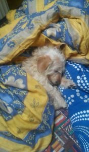 15712981_10208367175953046_784319200_n